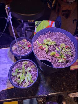 Venus fly trap / Plant / Carnivorous plant