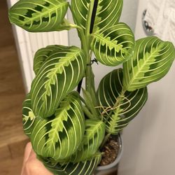 Lime Lemon Maranta Prayer Plant 