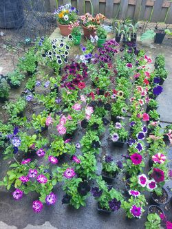 ORGANIC PLANT SALE!!!!! MOTHERS DAY SALE! FRUIT VEGETABLES AND FLOWERS STARTING AT $3!!!!! RARE VARIETIES! SEED VARIETIES ARE STILL AVAILABLE! Huge se
