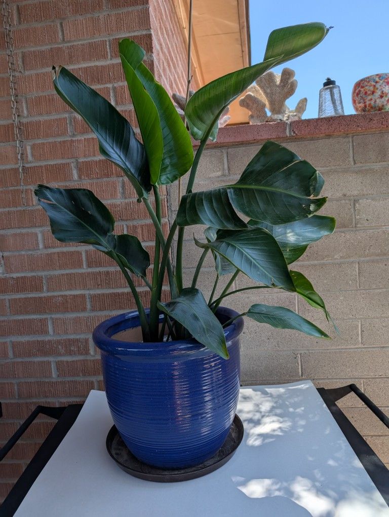 White Bird Of Paradise House Plant