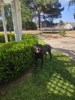 Looking for new home
