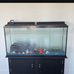 Fish Tank 