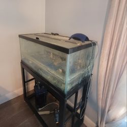 Fish Tank & Supplies
