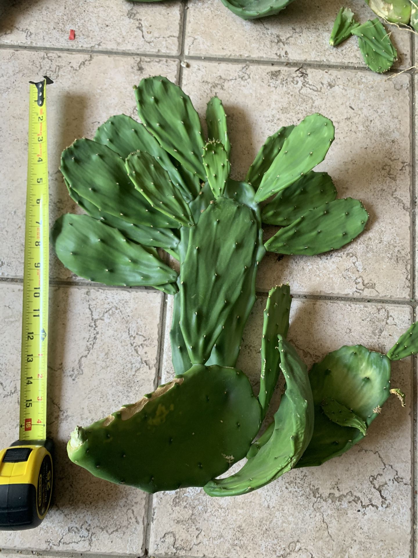 Large Prickly Pear Cactus Cutting 15+ Inches With Over 20 Pups!