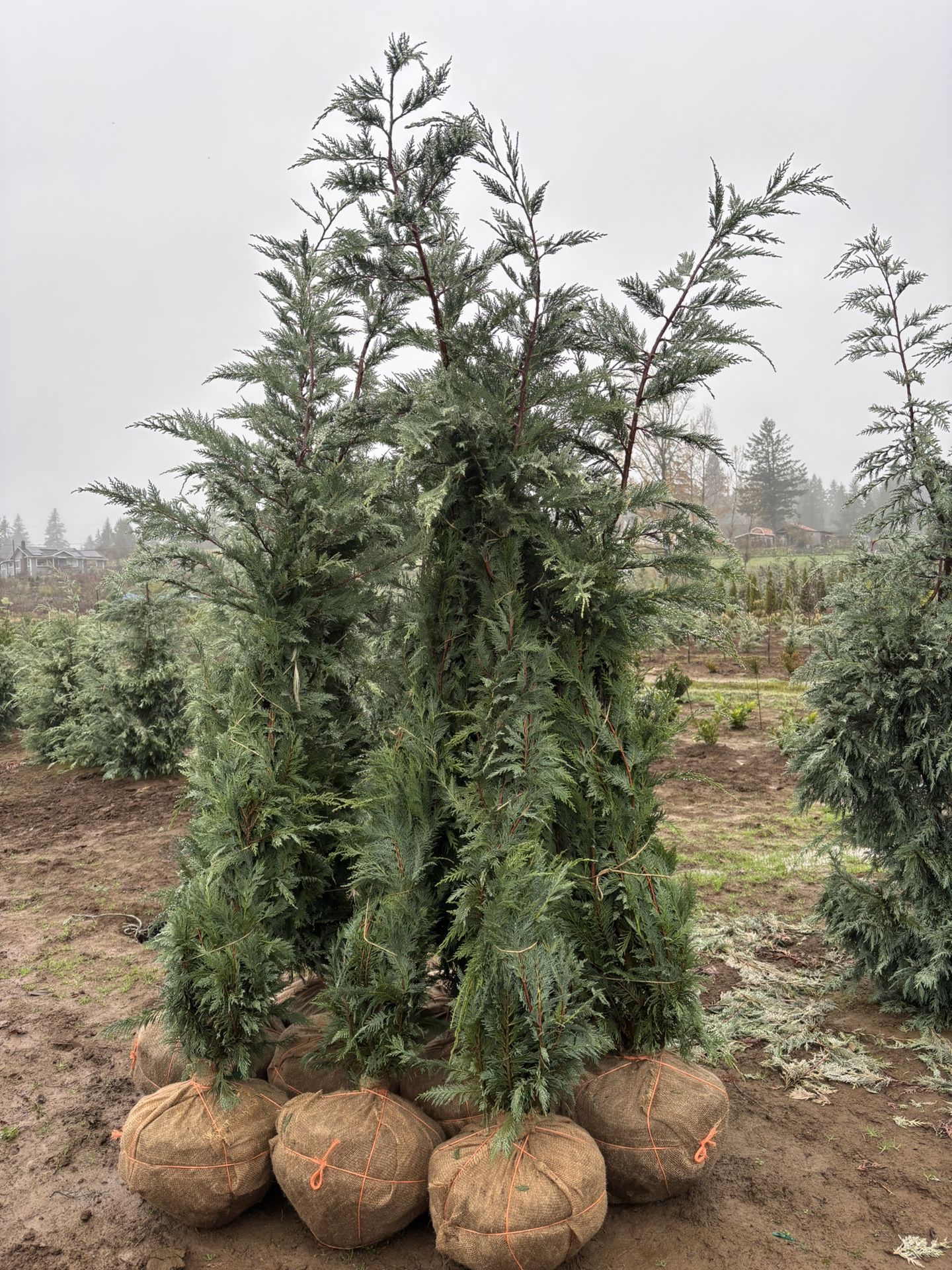 6’-7’ Leyland Cypress