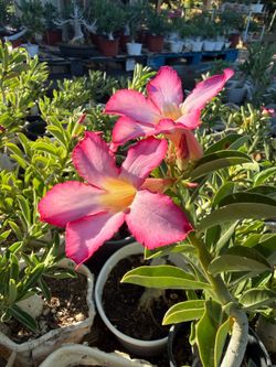 Desert Rose