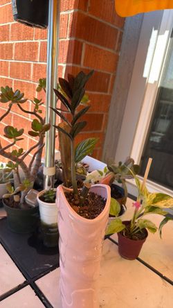Zz plant 🪴