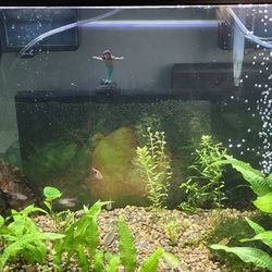 Fish Tank
