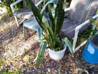 Snake plant