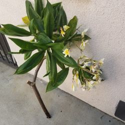 Plumeria Cutting as of 8/31/26