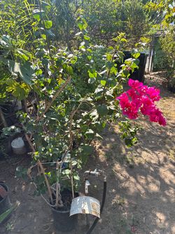 Plant