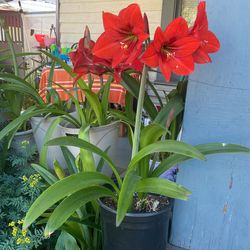 Amaryls Plants