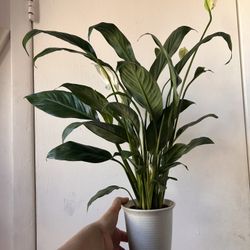 Peace Lily Read Description⤵️ I’m Not Replying Back To Hi Is This Still Available 🙄