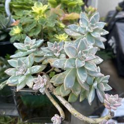 Suculentas 
