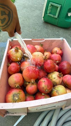 Pomegranate fruit tree