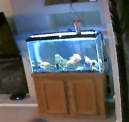 90 gallon tank for sale