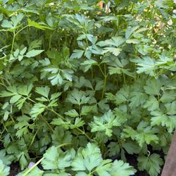 Organic Flat Leave Parsleys 