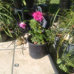 Mini Rose Plant$8