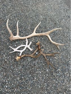Collection of antlers /all 5
