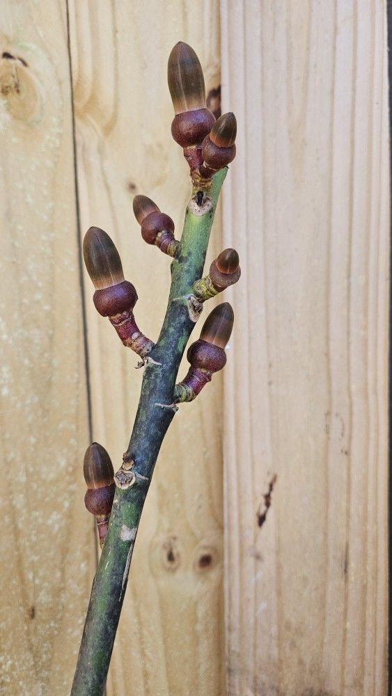 LIVE PLANT Grafted Pink Pseudobombax ellipticum - Shaving Brush Tree 2-3 ft tall