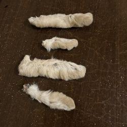 Dried Rabbit Feet 