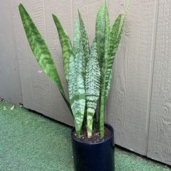 Sansevieria Natural Plant