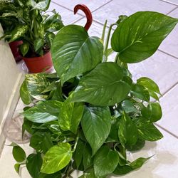 🌿SUPER HEALTHY♥️Golden Pothos 🙏PLS READ DESCRIPTION 6”nursery pot