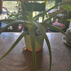 Aloe with planter