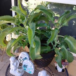 Plants For Sale