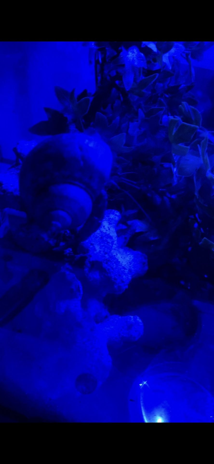 Toy Hermit Crabs