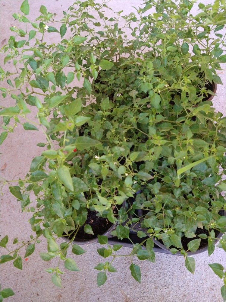 Plantas De Chile Piquín Del Monte De Bolita