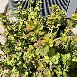 Jade Plants 