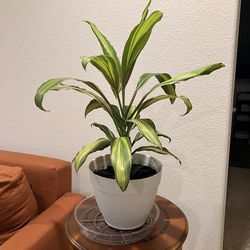 Dracaena