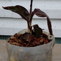 Red Canna Liky