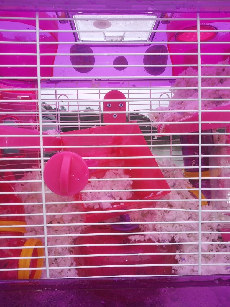 Hamster or gerbil cage