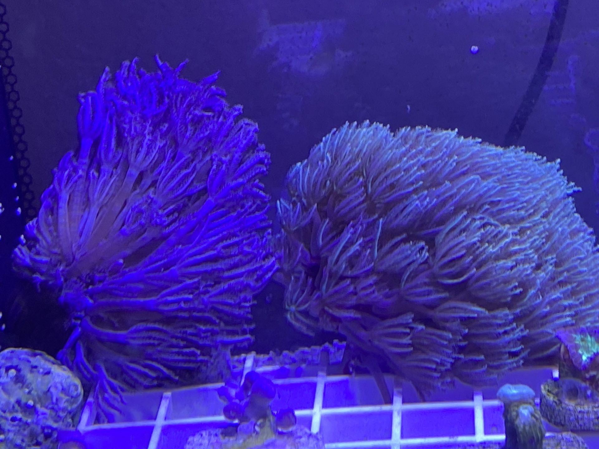 Saltwater Corals