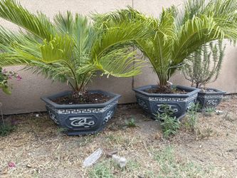 Flower Pot