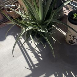 Aloe Vera