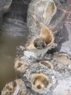 Calcite crystal fossilized conch shells found locally
