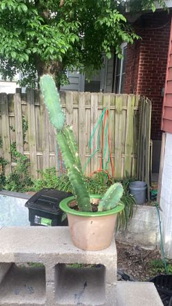 Cacti