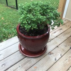 2 Ft. Tall Live Mums In  X-Large Ceramic Planter With Saucer 2 Ft. H  14” D New