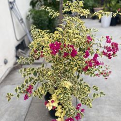 Bougainvillea, Camellina , Veranera Climbing Plant, In 5 Gallóns Pot Pick Up Only