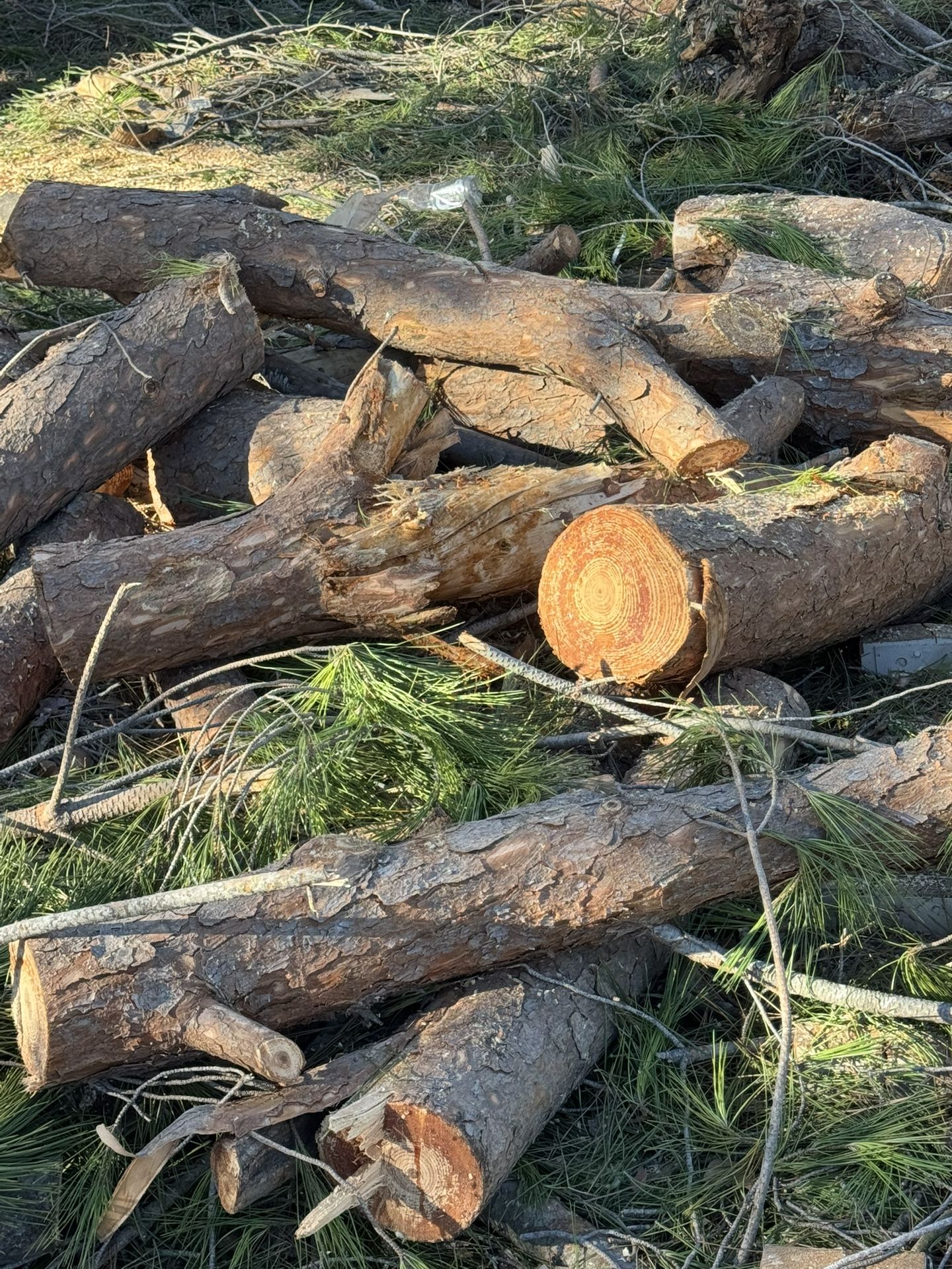Free Firewood