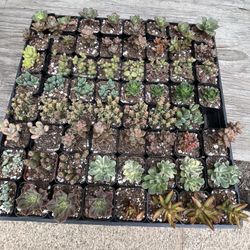 2 Inch succulent Plants 