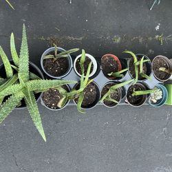 Soap Aloe Plants Beautiful Healthy 
