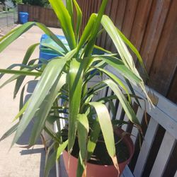 Outdoor Plant