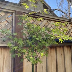 Beautiful Japanese Maple Trees