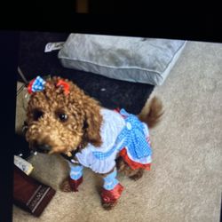 Dorothy Dog Costume From The Wizard Of Oz