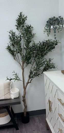 Olive Tree Looks Like Real 6.5 Feet Tall