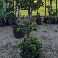 Wax Leaf Privet Tree bush